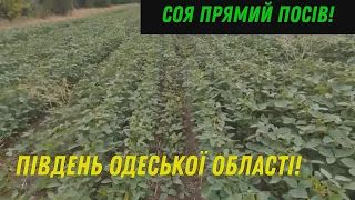 СОЯ ПРИМИЙ ПОСІВ! ОДЕСЬКА ОБЛАСТЬ!