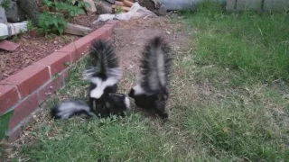 Orphaned Baby Skunks at WildCare Wrestling and Play-Fighting