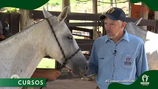 Padrão Morfológico do Mangalarga Marchador (Conjunto de Frente)