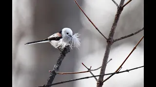 シマエナガの巣作り　Long-tailed Tit