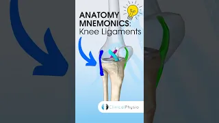 Knee Ligaments Anatomy Mnemonic #anatomy #mnemonics #physicaltherapy