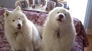 Samoyed, Thor howling, Aysha helping playing