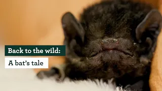 Back to the wild: a bat's tale