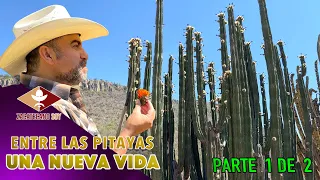 FUERZA PARA EL CORAZÓN DE HUGO entre las pitayas