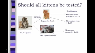 FeLV Testing in Animal Shelters: 3. What cats should be tested - class