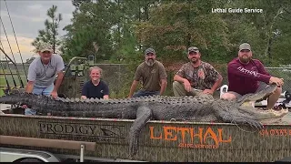 14-foot gator caught in Georgia!