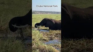 Chobe National Park #safari #chobenationalpark #viajesporelmundo