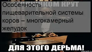 Особенность пищеварительной системы коров – многокамерный желудок