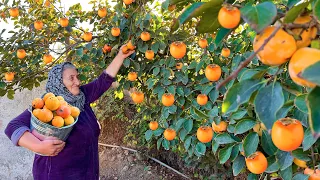 Harvesting and Drying Red Persimmons in the Village!