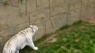 White Tigers in captivity....