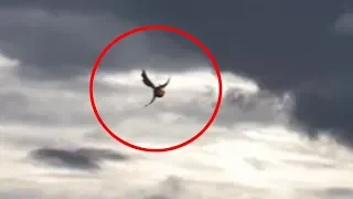 5 Mysterious Flying Creatures Caught On Video!