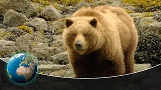 Glacier Bay National Park - Unspoiled Wilderness of Breathtaking Beauty