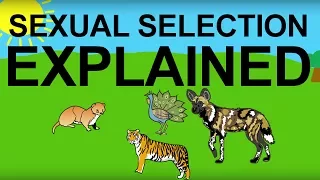 Sexual Selection Explained: Evolution 101