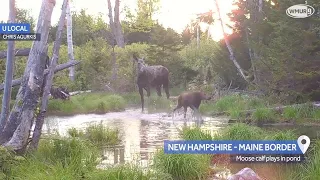 Moose calf plays in water near New Hampshire, Maine border