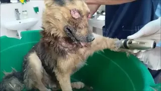 Эта собака пережила много страданий  Спасение безглазого пса