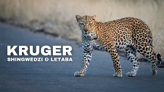 Kruger National Park - EPIC WILDLIFE At Shingwedzi & Letaba