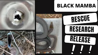 BLACK MAMBA RESCUE, RESEARCH, RELEASE!