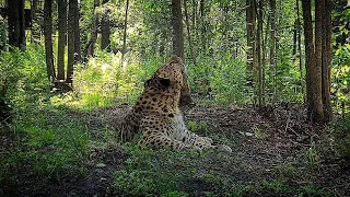 Подписчики Подарили СВОЙ ЛЕС СТАРОМУ Леопарду! ОН В Восторге!Gave YOUR FOREST to the OLD Leopard!