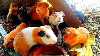 guinea pig,guinea pig farm, guinea pig sound, guinea pig noise, guinea pig cage, sequeaking 40