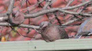 Herdsman Lake Bird Video – Part 2 – Pigeons, Cuckoos, Frogmouth