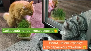 Сибирский кот ест микрозелень