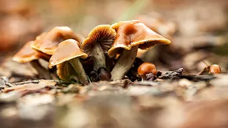 Caine Barlow - A brief overview of Australian Psilocybe and active allied species