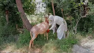 Boy with Donkey meeting amazing first time village#donkey #subscribe