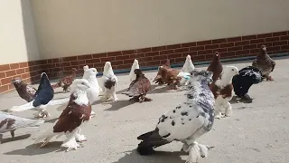 андижанский голуби