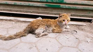 Poor cat Left scared, sick, without teeth, starving, alone in the street (rescue cat before & after)