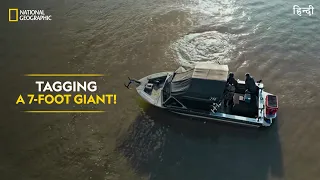 Tagging a 7-Foot Giant! | Last of the Giants: Wild Fish | हिन्दी | National Geographic