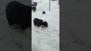 Папа Алабай в шоке от своего приплода. Дети знакомятся с улицей.