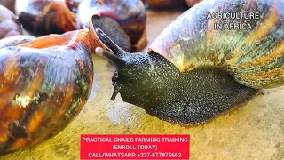 SNAILS SPECIES: ACHATINA ACHATINA Vs ARCHACHATINA MARGINATA, DIFFERENCES & SIMILARITIES, Snails farm