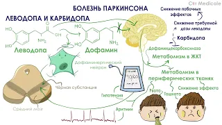 Леводопа и Карбидопа - Препараты для лечения нейродегенеративных заболеваний