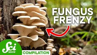 Surprising Uses for Fungi You May Not Know