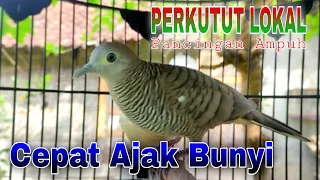 Suara besar perkutut lokal gacor - cocok buat pancingan bunyi