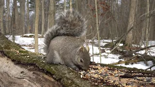 10 hour Forest Log - Squirrels, Woodpeckers - March 16, 2021