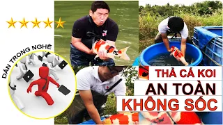 Thả cá koi an toàn không sốc | Thả cá koi mới mua vào bể | Dân Trong Nghề