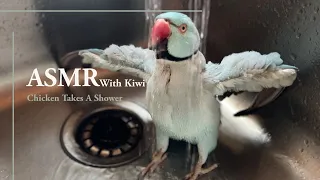 ASMR With Kiwi The Parrot