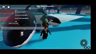 Killer Whale Interaction At SeaWorld San Antonio