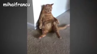 Funny Cats   A Funny Cat Videos Compilation 2016   YouTube   Смешные коты  Домашние животные