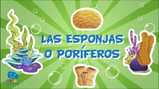 LAS ESPONJAS O PORÍFEROS. Animales Invertebrados | Videos Educativos para Niños