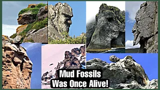 Mud Fossils (Creatures That Was Alive)