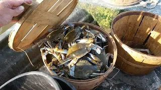 How to Catch Monster Black Crabs - Blue Crab Crabbing Tips