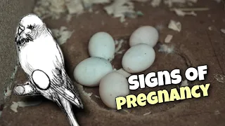 5 Signs of Pregnancy in Budgie