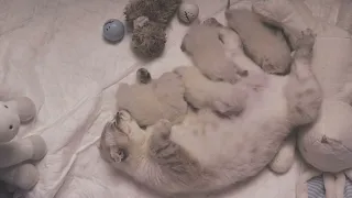 12 DAYS SCOTTISH BABY KITTENS and their cat mom #kitten #adorable #asmr #scottishcat #cutecat