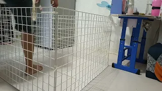 DIY Foldable Play Pen for dog