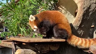 野毛山動物園のレッサーパンダ