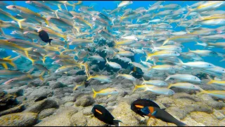 Colorful Hawaii Reef Fish 4K Incredible Marine Life. Goatfish, Trevally, Parrotfish, Grouper, Wrasse