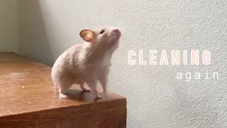 ทำความสะอาดกรงแฮมสเตอร์อีกแล้วจ้า | hamster cage cleaning (again)