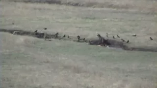 Lone wolf battles four coyotes